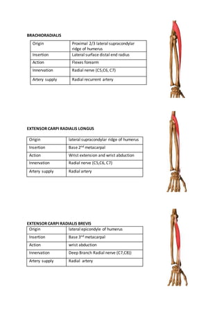 BRACHIORADIALIS
EXTENSOR CARPI RADIALIS LONGUS
Origin lateral supracondylar ridge of humerus
Insertion Base 2nd metacarpal
Action Wrist extension and wrist abduction
Innervation Radial nerve (C5,C6, C7)
Artery supply Radial artery
EXTENSOR CARPI RADIALIS BREVIS
Origin lateral epicondyle of humerus
Insertion Base 3nd metacarpal
Action wrist abduction
Innervation Deep Branch Radial nerve (C7,C8))
Artery supply Radial artery
Origin Proximal 2/3 lateral supracondylar
ridge of humerus
Insertion Lateral surface distal end radius
Action Flexes forearm
Innervation Radial nerve (C5,C6, C7)
Artery supply Radial recurrent artery
 