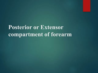 Posterior or Extensor
compartment of forearm
 