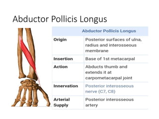 Abductor Pollicis Longus
 