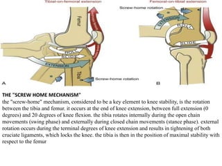 THE "SCREW HOME MECHANISM"
the "screw-home" mechanism, considered to be a key element to knee stability, is the rotation
between the tibia and femur. it occurs at the end of knee extension, between full extension (0
degrees) and 20 degrees of knee flexion. the tibia rotates internally during the open chain
movements (swing phase) and externally during closed chain movements (stance phase). external
rotation occurs during the terminal degrees of knee extension and results in tightening of both
cruciate ligaments, which locks the knee. the tibia is then in the position of maximal stability with
respect to the femur
 