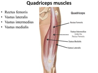 Quadriceps muscles
• Rectus femoris
• Vastus lateralis
• Vastus intermedius
• Vastus medialis
 