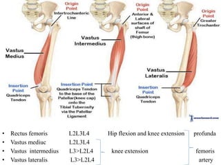 • Rectus femoris L2L3L4 Hip flexion and knee extension profunda
• Vastus mediuc L2L3L4
• Vastus intermedius L3>L2L4 knee extension femoris
• Vastus lateralis L3>L2L4 artery
 