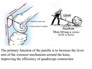 The primary function of the patella is to increase the lever
arm of the extensor mechanism around the knee,
improving the efficiency of quadriceps contraction
 