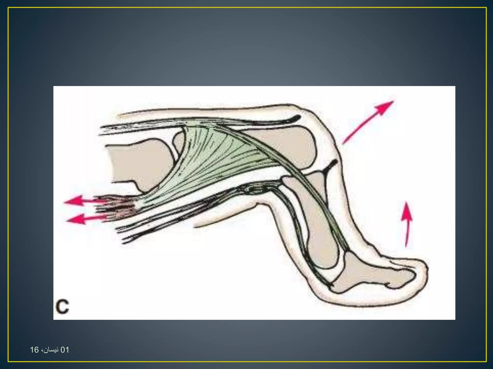 01،‫نيسان‬16
 