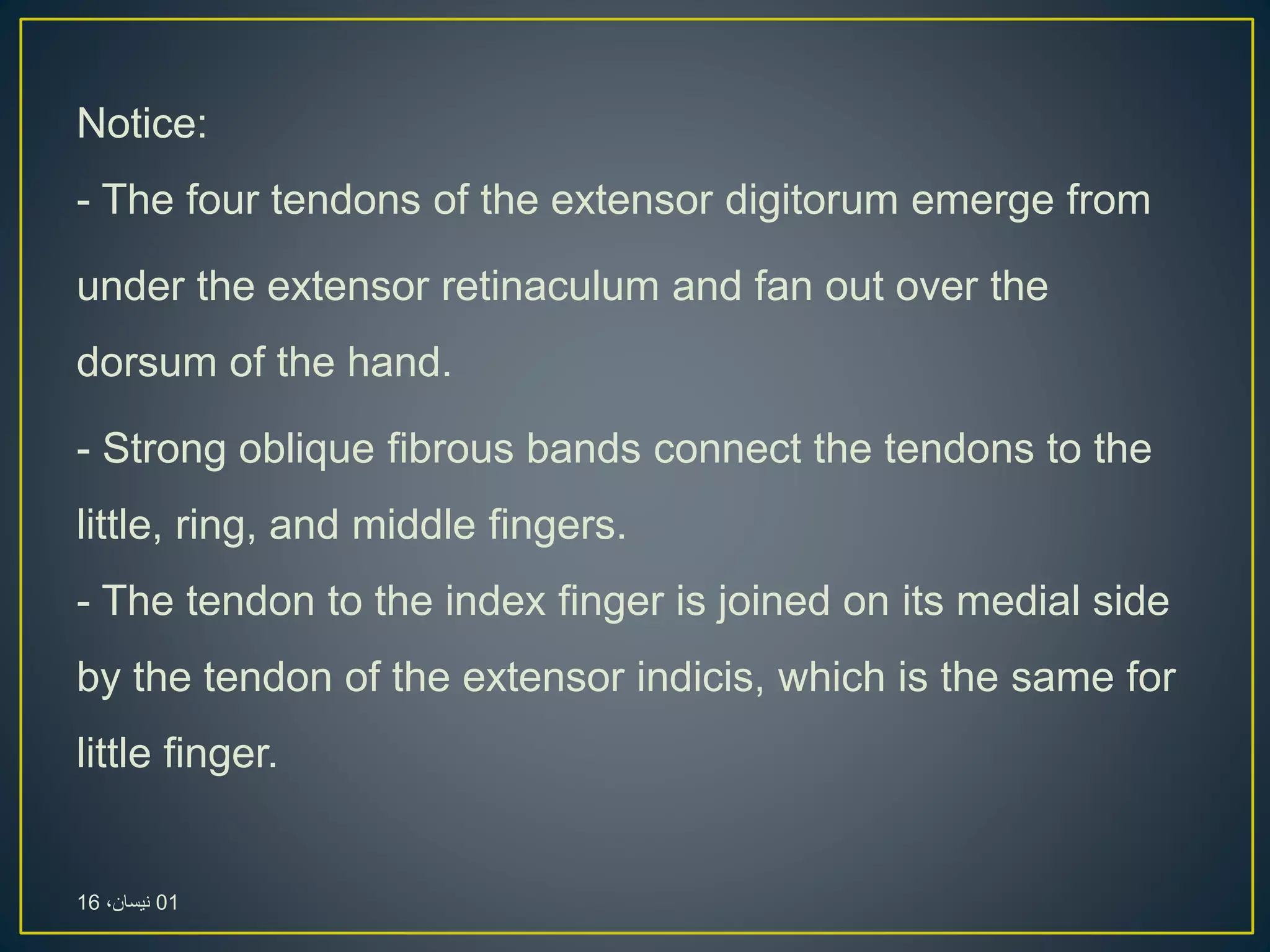 Notice:
- The four tendons of the extensor digitorum emerge from
under the extensor retinaculum and fan out over the
dorsum of the hand.
- Strong oblique fibrous bands connect the tendons to the
little, ring, and middle fingers.
- The tendon to the index finger is joined on its medial side
by the tendon of the extensor indicis, which is the same for
little finger.
01،‫نيسان‬16
 
