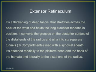 It’s a thickening of deep fascia that stretches across the
back of the wrist and holds the long extensor tendons in
position, It converts the grooves on the posterior surface of
the distal ends of the radius and ulna into six separate
tunnels ( 6 Compartments) lined with a synovial sheath.
It’s attached medially to the pisiform bone and the hook of
the hamate and laterally to the distal end of the radius.
Extensor Retinaculum
01،‫نيسان‬16
 
