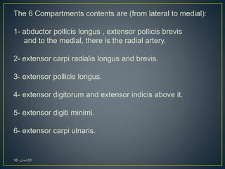 The 6 Compartments contents are (from lateral to medial):
1- abductor pollicis longus , extensor pollicis brevis
and to the medial, there is the radial artery.
2- extensor carpi radialis longus and brevis.
3- extensor pollicis longus.
4- extensor digitorum and extensor indicis above it.
5- extensor digiti minimi.
6- extensor carpi ulnaris.
01،‫نيسان‬16
 