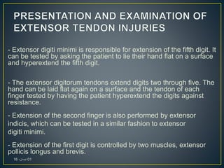 - Extensor digiti minimi is responsible for extension of the fifth digit. It
can be tested by asking the patient to lie their hand flat on a surface
and hyperextend the fifth digit.
- The extensor digitorum tendons extend digits two through five. The
hand can be laid flat again on a surface and the tendon of each
finger tested by having the patient hyperextend the digits against
resistance.
- Extension of the second finger is also performed by extensor
indicis, which can be tested in a similar fashion to extensor
digiti minimi.
- Extension of the first digit is controlled by two muscles, extensor
pollicis longus and brevis.
01،‫نيسان‬16
 