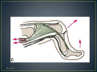 01،‫نيسان‬16
 