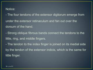 Notice:
- The four tendons of the extensor digitorum emerge from
under the extensor retinaculum and fan out over the
dorsum of the hand.
- Strong oblique fibrous bands connect the tendons to the
little, ring, and middle fingers.
- The tendon to the index finger is joined on its medial side
by the tendon of the extensor indicis, which is the same for
little finger.
01،‫نيسان‬16
 