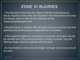 - The tendons in this area are close to the thin subcutaneous
tissue. Injuries in this zone are situated in the dorsal hand and may
not always result in loss of the extension at the
metacarpophalangeal joint.
- Surgical repair is needed with stronger core type sutures and then
splinting should be placed in extension for 4-6 weeks.
- If the extensor digitorum communis is involved, all fingers should
be splinted but if the proprius tendon is solely involved, only the
affected finger need be splinted with the wrist.
- As the tendons in this area are larger, stronger core suture should
be used.
01،‫نيسان‬16
 