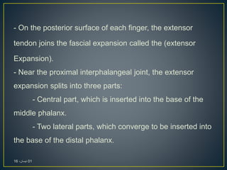 - On the posterior surface of each finger, the extensor
tendon joins the fascial expansion called the (extensor
Expansion).
- Near the proximal interphalangeal joint, the extensor
expansion splits into three parts:
- Central part, which is inserted into the base of the
middle phalanx.
- Two lateral parts, which converge to be inserted into
the base of the distal phalanx.
01،‫نيسان‬16
 