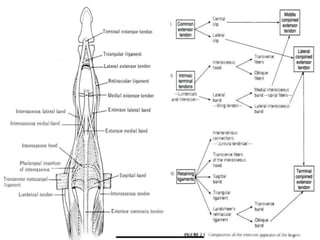 Extensor Excursion Extensor tendon injuries | PPTX