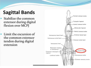 Extensor tendon injuries | PPTX