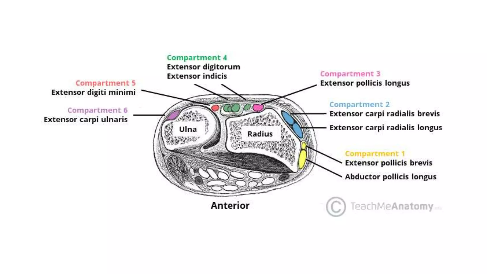 Extensor Excursion Extensor tendon injury | PPTX