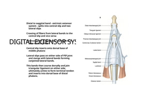 Comprehensive Principles and Techniques of Extensor Tendon Repair in ...