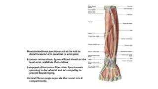 Comprehensive Principles and Techniques of Extensor Tendon Repair in ...