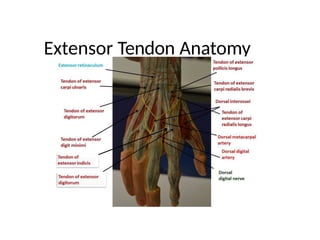 Comprehensive Management of Extensor Tendon Injuries: Repair ...