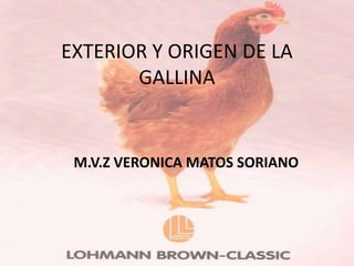 EXTERIOR Y ORIGEN DE LA
       GALLINA


 M.V.Z VERONICA MATOS SORIANO
 