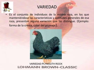 VARIEDAD
• Es el conjunto de individuos de la misma raza, en los que
  manteniéndose las características y aptitudes generales de esa
  raza, presentan alguna variación que las distingue. (Ejemplo:
  forma de la cresta, color del plumaje).




                  VARIEDAD PLYMOUTH ROCK
 