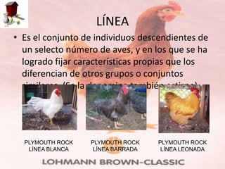 LÍNEA
• Es el conjunto de individuos descendientes de
  un selecto número de aves, y en los que se ha
  logrado fijar características propias que los
  diferencian de otros grupos o conjuntos
  similares. (Se la denomina también estirpe).




  PLYMOUTH ROCK   PLYMOUTH ROCK    PLYMOUTH ROCK
   LÍNEA BLANCA    LÍNEA BARRADA    LÍNEA LEONADA
 