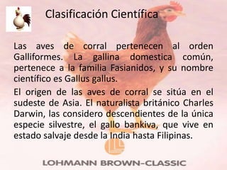 Clasificación Científica

Las aves de corral pertenecen al orden
Galliformes. La gallina domestica común,
pertenece a la familia Fasianidos, y su nombre
científico es Gallus gallus.
El origen de las aves de corral se sitúa en el
sudeste de Asia. El naturalista británico Charles
Darwin, las considero descendientes de la única
especie silvestre, el gallo bankiva, que vive en
estado salvaje desde la India hasta Filipinas.
 