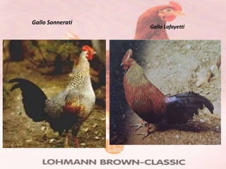 Gallo Sonnerati
                  Gallo Lafayetti
 