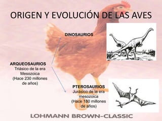 ORIGEN Y EVOLUCIÓN DE LAS AVES
                       DINOSAURIOS




ARQUEOSAURIOS
  Triásico de la era
      Mesozoica
 (Hace 230 millones
       de años)
                          PTEROSAURIOS
                          Jurásico de la era
                             mesozoica
                         (Hace 180 millones
                              de años)
 