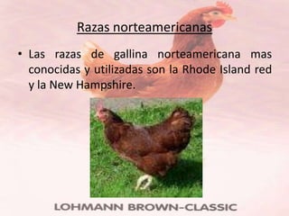Razas norteamericanas
• Las razas de gallina norteamericana mas
  conocidas y utilizadas son la Rhode Island red
  y la New Hampshire.
 