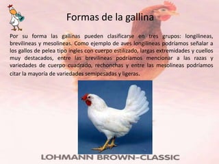 Formas de la gallina
Por su forma las gallinas pueden clasificarse en tres grupos: longilineas,
brevilineas y mesolineas. Como ejemplo de aves longilineas podríamos señalar a
los gallos de pelea tipo ingles con cuerpo estilizado, largas extremidades y cuellos
muy destacados, entre las brevilineas podríamos mencionar a las razas y
variedades de cuerpo cuadrado, rechonchas y entre las mesolineas podríamos
citar la mayoría de variedades semipesadas y ligeras.
 