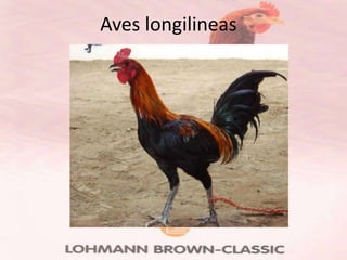 Aves longilineas
 
