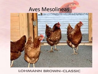 Aves Mesolineas
 