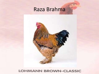 Raza Brahma
 