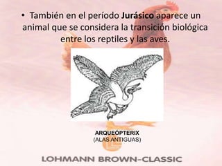 • También en el período Jurásico aparece un
animal que se considera la transición biológica
         entre los reptiles y las aves.




                   ARQUEÓPTERIX
                  (ALAS ANTIGUAS)
 