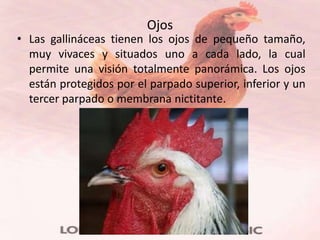 Ojos
• Las gallináceas tienen los ojos de pequeño tamaño,
  muy vivaces y situados uno a cada lado, la cual
  permite una visión totalmente panorámica. Los ojos
  están protegidos por el parpado superior, inferior y un
  tercer parpado o membrana nictitante.
 