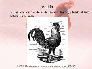 orejilla
• Es una formación epitelial de tamaño diverso, situado al lado
  del orificio del oído.
 