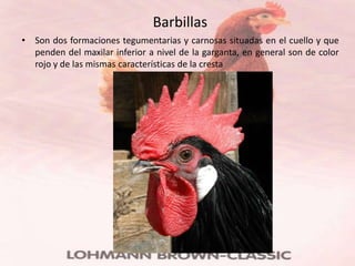 Barbillas
• Son dos formaciones tegumentarias y carnosas situadas en el cuello y que
  penden del maxilar inferior a nivel de la garganta, en general son de color
  rojo y de las mismas características de la cresta
 