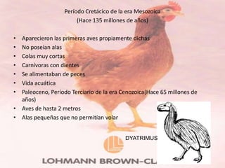 Período Cretácico de la era Mesozoica
                        (Hace 135 millones de años)

• Aparecieron las primeras aves propiamente dichas
• No poseían alas
• Colas muy cortas
• Carnívoras con dientes
• Se alimentaban de peces
• Vida acuática
• Paleoceno, Período Terciario de la era Cenozoica(Hace 65 millones de
  años)
• Aves de hasta 2 metros
• Alas pequeñas que no permitían volar


                                          DYATRIMUS
 