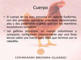 Cuerpo
• El cuerpo de las aves presenta un aspecto fusiforme,
  con dos potentes apéndices anteriores denominados
  alas y dos posteriores o patas que son los miembros
  locomotores terrestres.
• Las gallinas presentan un cuerpo voluminoso y
  compacto, configurado exteriormente por una línea
  dorsal sobre una fuerte base ósea que termina con la
  rabadilla.
 