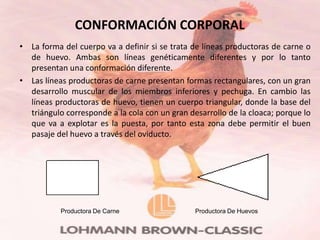 CONFORMACIÓN CORPORAL
• La forma del cuerpo va a definir si se trata de líneas productoras de carne o
  de huevo. Ambas son líneas genéticamente diferentes y por lo tanto
  presentan una conformación diferente.
• Las líneas productoras de carne presentan formas rectangulares, con un gran
  desarrollo muscular de los miembros inferiores y pechuga. En cambio las
  líneas productoras de huevo, tienen un cuerpo triangular, donde la base del
  triángulo corresponde a la cola con un gran desarrollo de la cloaca; porque lo
  que va a explotar es la puesta, por tanto esta zona debe permitir el buen
  pasaje del huevo a través del oviducto.




           Productora De Carne                  Productora De Huevos
 