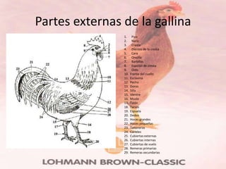 Partes externas de la gallina
                1.     Pico
                2.     Nariz
                3.     Cresta
                4.     Dientes de la cresta
                5.     Cara
                6.     Orejilla
                7.     Barbillas
                8.     Espolón de cresta
                9.     Oído
                10.   Frente del cuello
                11.   Esclavina
                12.   Pecho
                13.   Dorso
                14.   Silla
                15.   Vientre
                16.   Muslo
                17.   Talón
                18.   Tarsos
                19.   Espuela
                20.   Dedos
                21.   Hoces grandes
                22.   Hoces pequeñas
                23.   Timoneras
                24.   Cárieles
                25.   Cubiertas externas
                26.   Cubiertas internas
                27.   Cubiertas de vuelo
                28.   Remeras primarias
                29.   Remeras secundarias
 