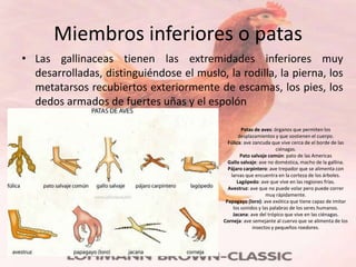 Miembros inferiores o patas
• Las gallinaceas tienen las extremidades inferiores muy
  desarrolladas, distinguiéndose el muslo, la rodilla, la pierna, los
  metatarsos recubiertos exteriormente de escamas, los pies, los
  dedos armados de fuertes uñas y el espolón

                                                   Patas de aves: órganos que permiten los
                                                  desplazamientos y que sostienen el cuerpo.
                                             Fúlica: ave zancuda que vive cerca de el borde de las
                                                                    ciénagas.
                                                   Pato salvaje común: pato de las Americas
                                             Gallo salvaje: ave no doméstica, macho de la gallina.
                                             Pájaro carpintero: ave trepador que se alimenta con
                                              larvas que encuentra en la corteza de los árboles.
                                                 Lagópedo: ave que vive en las regiones frías.
                                             Avestruz: ave que no puede volar pero puede correr
                                                               muy rápidamente.
                                            Papagayo (loro): ave exótica que tiene capaz de imitar
                                               los sonidos y las palabras de los seres humanos.
                                               Jacana: ave del trópico que vive en las ciénagas.
                                           Corneja: ave semejante al cuervo que se alimenta de los
                                                         insectos y pequeños roedores.
 