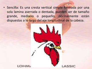 • Sencilla: Es una cresta vertical simple formada por una
  sola lamina aserrada o dentada, pueden ser de tamaño
  grande, mediano o pequeño, normalmente están
  dispuestas a lo largo del eje longitudinal de la cabeza.
 