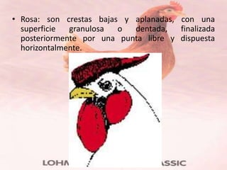 • Rosa: son crestas bajas y aplanadas, con una
  superficie  granulosa  o  dentada,   finalizada
  posteriormente por una punta libre y dispuesta
  horizontalmente.
 