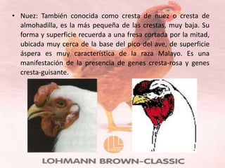 • Nuez: También conocida como cresta de nuez o cresta de
  almohadilla, es la más pequeña de las crestas, muy baja. Su
  forma y superficie recuerda a una fresa cortada por la mitad,
  ubicada muy cerca de la base del pico del ave, de superficie
  áspera es muy característica de la raza Malayo. Es una
  manifestación de la presencia de genes cresta-rosa y genes
  cresta-guisante.
 