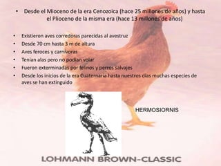 • Desde el Mioceno de la era Cenozoica (hace 25 millones de años) y hasta
               el Plioceno de la misma era (hace 13 millones de años)

•     Existieron aves corredoras parecidas al avestruz
•     Desde 70 cm hasta 3 m de altura
•     Aves feroces y carnívoras
•     Tenían alas pero no podían volar
•     Fueron exterminadas por felinos y perros salvajes
•     Desde los inicios de la era Cuaternaria hasta nuestros días muchas especies de
      aves se han extinguido




                                                        HERMOSIORNIS
 