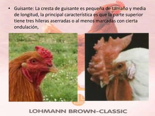 • Guisante: La cresta de guisante es pequeña de tamaño y media
  de longitud, la principal característica es que la parte superior
  tiene tres hileras aserradas o al menos marcadas con cierta
  ondulación,
 
