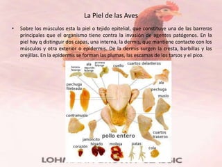 La Piel de las Aves
•   Sobre los músculos esta la piel o tejido epitelial, que constituye una de las barreras
    principales que el organismo tiene contra la invasión de agentes patógenos. En la
    piel hay q distinguir dos capas, una interna, la dermis, que mantiene contacto con los
    músculos y otra exterior o epidermis. De la dermis surgen la cresta, barbillas y las
    orejillas. En la epidermis se forman las plumas, las escamas de los tarsos y el pico.
 