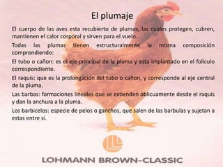 El plumaje
El cuerpo de las aves esta recubierto de plumas, las cuales protegen, cubren,
mantienen el calor corporal y sirven para el vuelo.
Todas las plumas tienen estructuralmente la misma composición
comprendiendo:
El tubo o cañon: es el eje principal de la pluma y esta implantado en el folículo
correspondiente.
El raquis: que es la prolongación del tubo o cañon, y corresponde al eje central
de la pluma.
Las barbas: formaciones lineales que se extienden oblicuamente desde el raquis
y dan la anchura a la pluma.
Los barbicelos: especie de pelos o ganchos, que salen de las barbulas y sujetan a
estas entre si.
 