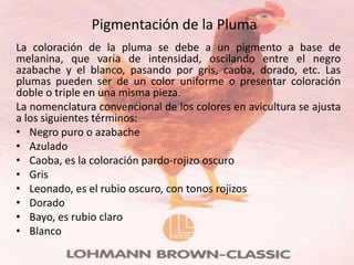 Pigmentación de la Pluma
La coloración de la pluma se debe a un pigmento a base de
melanina, que varia de intensidad, oscilando entre el negro
azabache y el blanco, pasando por gris, caoba, dorado, etc. Las
plumas pueden ser de un color uniforme o presentar coloración
doble o triple en una misma pieza.
La nomenclatura convencional de los colores en avicultura se ajusta
a los siguientes términos:
• Negro puro o azabache
• Azulado
• Caoba, es la coloración pardo-rojizo oscuro
• Gris
• Leonado, es el rubio oscuro, con tonos rojizos
• Dorado
• Bayo, es rubio claro
• Blanco
 